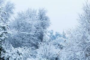 Schnee bedeckt Baum Geäst foto