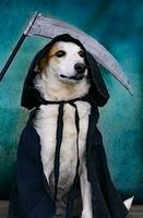 Hund gekleidet im schwarz Kap mit Kapuze und Sense foto