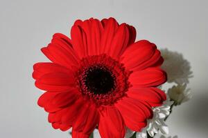 rot Gerbera Blume isoliert schließen oben Makro Foto