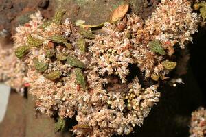 Bündel von Blumen Wachstum von das Baum Stamm.cynometra Blumenkohl ist ein klein, Blumenkohl Baum mit ein dick, schwer verzweigt Stengel, und lieber klein Blumen foto