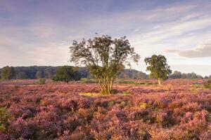 lila Heidekraut im August, auf das hoorneboegse Heide, Hilversum das Niederlande. foto