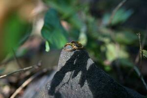 Hochzeit Ring auf Stein im das Morgen im das Wald foto