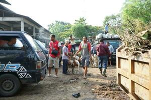 Solo, Indonesien - - juni 18, 2022 traditionell Schaf Landwirtschaft, Tiere zum das Muslim Festival von Opfern sind Sein gefüttert foto
