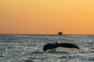 Buckel Wal Schwanz während Tauchen beim Sonnenuntergang im cabo san lucas Baja Kalifornien sur Mexiko Pazifik Ozean foto