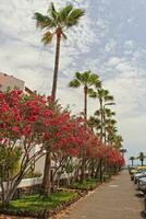 interessant Tourist Straßen im das Süd von das Kanarienvogel Insel von Tenerife im Spanien auf ein warm Sommer- Tag foto