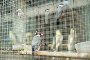 asiatisch Finken, javanisch Spatzen im Gruppen im ein Käfig Sein getrocknet im das Sonne foto