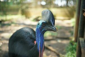 groß Vogel, Kasuar mit schön farbig Nahansicht Gesicht gegen Wald Hintergrund im Zoo foto