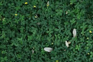 Grün Pflanze Hintergrund zum Muster und Hintergrund foto