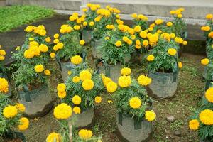 schöne gelbe blumen blühen im garten foto