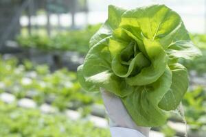das Bauernhof wächst gesund, organisch, hydroponisch Kopfsalat, ohne Boden. foto