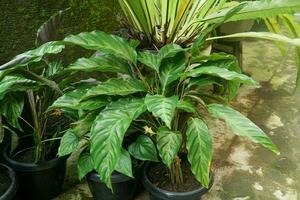 tolle Grün schwarz lange Blätter Muster von Calathea lancifolia oder goeppertia oder Marantha ein tropisch Zier Pflanze foto