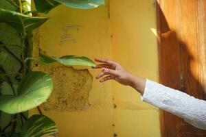 Grün Blätter und Sanft Hand berühren im ein schön Plantage foto