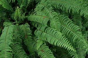 Grün Farn Pflanze Innerhalb tropisch Wald im früh Morgen foto