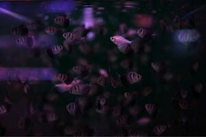 Fisch Markt, bunt Mannfisch im Aquarium mit Blau ultraviolett Licht foto