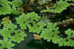 beschwingt grün gefärbt Fluss Blumen schwebend auf braun Wasser Oberfläche foto
