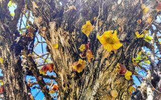 Baum mit Blume auf Kofferraum tropisch im puerto escondido Mexiko. foto