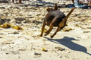 Brauner süßer lustiger Hund spielt verspielt am Strand von Mexiko. foto