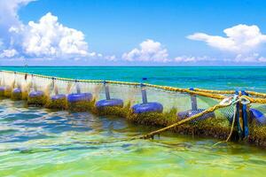 Seetang sargazo Netz Karibik Strand Wasser playa del carmen Mexiko. foto