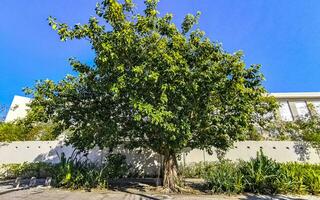 riesiger schöner ficus maxima feigenbaum playa del carmen mexiko. foto