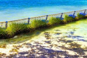 Seetang sargazo Netz Karibik Strand Wasser playa del carmen Mexiko. foto