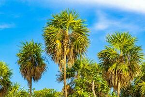 tropisch Grün exotisch Karibik Maya Scheiße Palme Palmen Regenwald Mexiko. foto