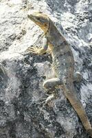 Leguan Eidechse Gecko Reptil auf Felsen Stein Boden im Mexiko. foto