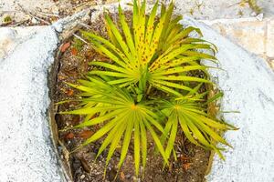 tropisch Grün exotisch Karibik Maya Scheiße Palme Palmen Regenwald Mexiko. foto