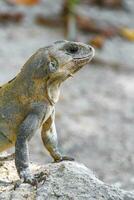 Leguan Eidechse Gecko Reptil auf Felsen Stein Boden im Mexiko. foto