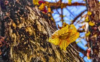 Baum mit Blume auf Kofferraum tropisch im puerto escondido Mexiko. foto