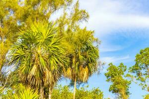 tropisch Grün exotisch Karibik Maya Scheiße Palme Palmen Regenwald Mexiko. foto