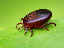 rot Tick auf Grün Blatt foto