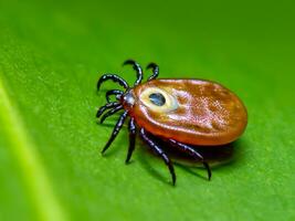 rot Tick auf Grün Blatt foto