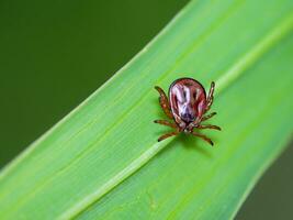 rot Tick auf Grün Blatt foto