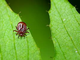 rot Tick auf Grün Blatt foto