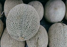 Liebling Obst im Sommer. Essen, Früchte oder Gesundheitswesen Konzept. klein Stücke von Cantaloup-Melone Melone. japanisch Grün Melonen. organisch Bauernhof und Gemüse Kunst. Früchte Hintergrund. foto