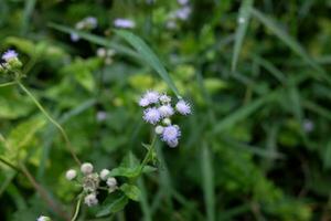 Blühen und frisch Gras Blumen im tropisch Regen Wald und Grün wild Urwald und Strom fließend durch Felsen. Reise im Thailand foto