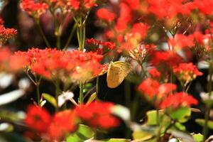 blühen rot Blumen mit Schmetterling im natürlich Licht und Frühling Blumen. foto