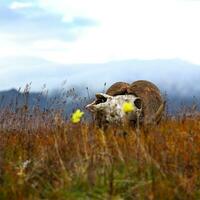 das Schädel von ein Moschus Ochse auf ein Tundra Hintergrund foto