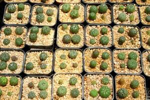 Astrophytum Kaktus im schwarz Plastik Topf im Reihen, klein Licht braun Felsen um Kaktus. foto