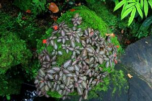 hell rot Blume und Blätter von Teppich Pflanze oder episcia Blühen auf Felsen im natürlich Umfeld. foto