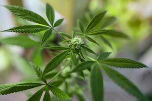 Nahansicht jung Hanf. Cannabis ist ein Abstand zwischen ein Droge und ein Medizin.wachsend organisch Cannabis Hintergrund Kraut auf das Bauernhof foto