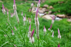 Blühen und frisch Gras Blumen im tropisch Regen Wald und Grün wild Urwald und Strom fließend durch Felsen. Reise im Thailand foto