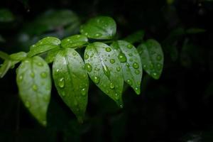 Wassertropfen auf Blatt mit Kopienraum foto