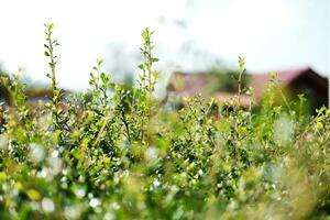 schön Blühen wild Gras Feld im das Wiese mit natürlich Sonnenlicht. foto