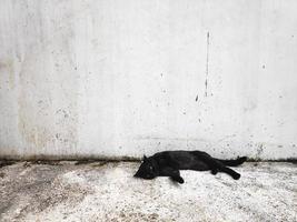 schwarze Katze auf weißem Wandhintergrund foto