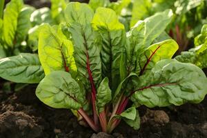 Mangold wachsend im ein städtisch Garten. Garten Zuckerrüben und Salat Blätter schließen hoch. generativ ai foto