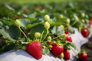 Busch von reif organisch Erdbeeren im das Garten. Beere Nahaufnahme. generativ ai foto