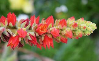 rot Blumen Thema foto