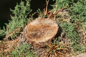 ein alt Baum Stumpf im ein Clearing im ein Stadt Park. foto