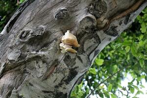 ein alt Baum Stumpf im ein Clearing im ein Stadt Park. foto